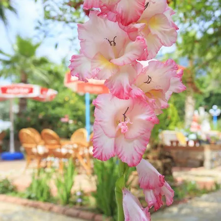 アパートホテル Milkyway & オルデニズ